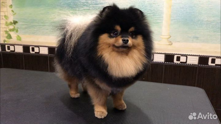 Красивый мальчик приглашает на вязку