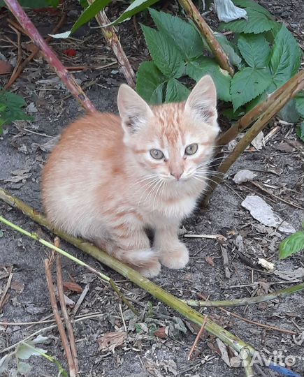 Котята в добрые руки бесплатно