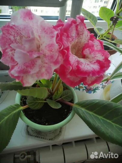 Глоксиния лист