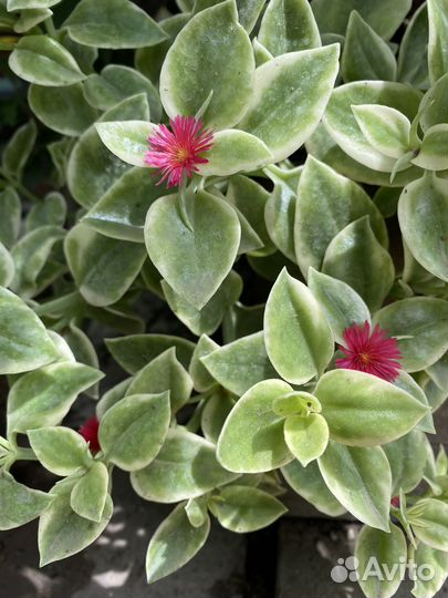 Аптения вариегата