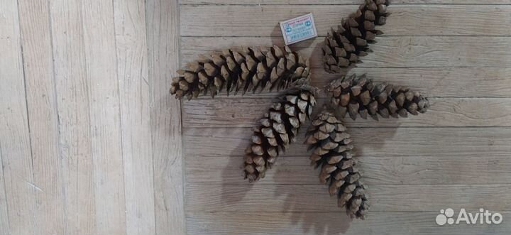 Шишки большие сосны Веймутова и сосны Черной