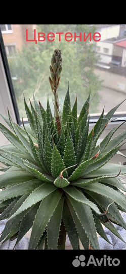 Хавортия цветущая (суккулент)