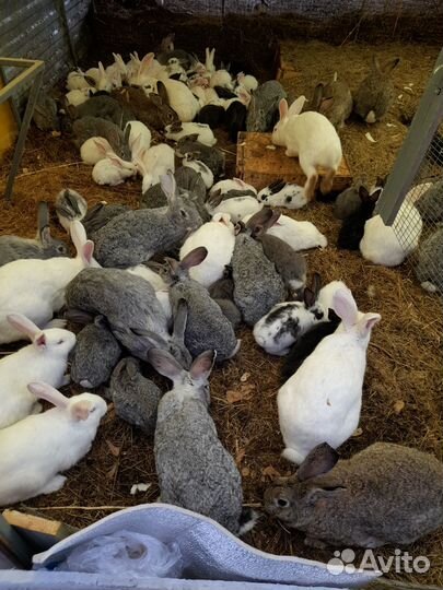 Продам крольчих и кролов