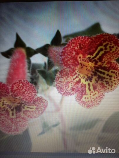 Колерии сортовые