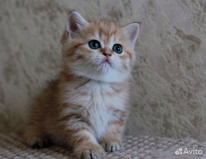 Шотландский котенок