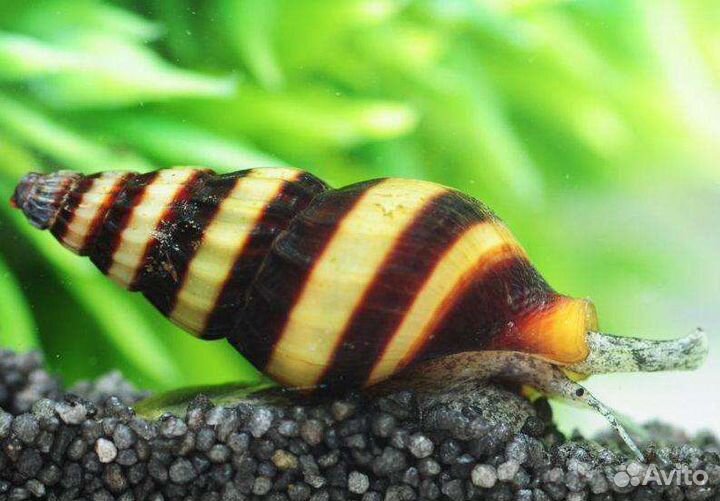 Аквариумные рыбки моллинезии, улитки пикси и хелен