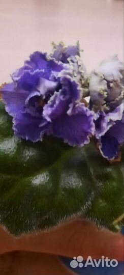 Сортовые фиалки