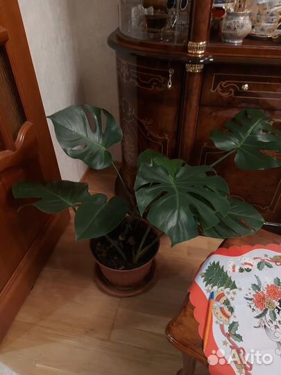 Комнатные цветы Монстера