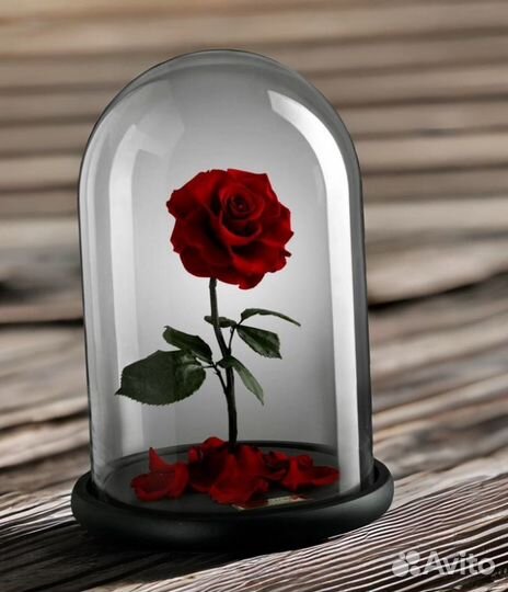 Цветы в колбе. Альстромерии