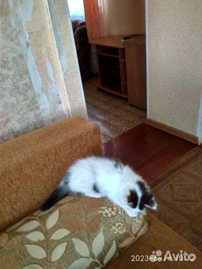 Отдам бесплатно