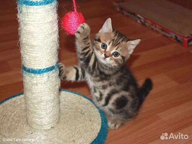 Вязка с клубным шотландцем