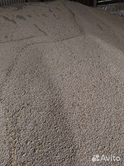 Горох на семена