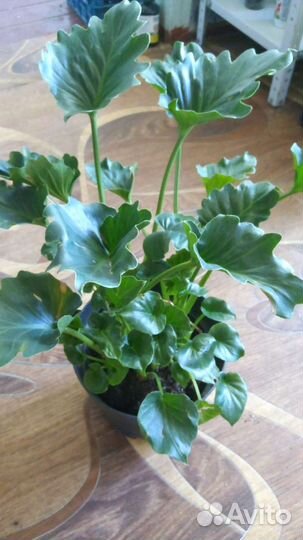 Гризли филодендрон