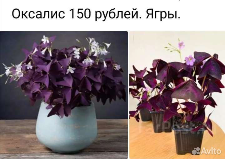 Оксалис и калла