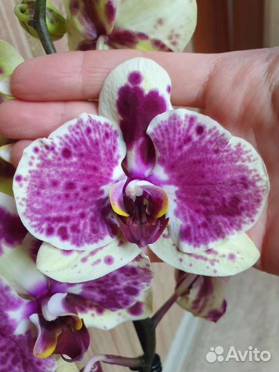 Орхидея фаленопсис Экзотик Пунш Exotic Punch
