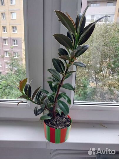 Фикус каучуконосный