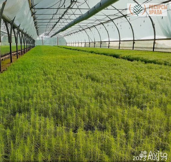 Материал посадочный сеянцы зкс сосна ель хвойные