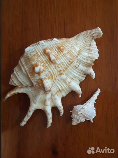 Морские ракушки раковины