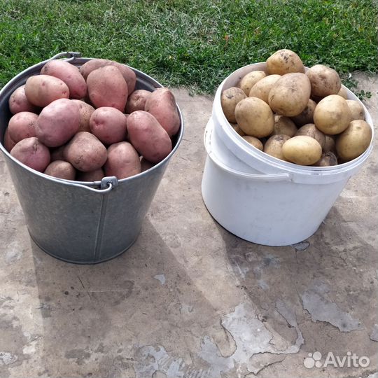 Продам картофель