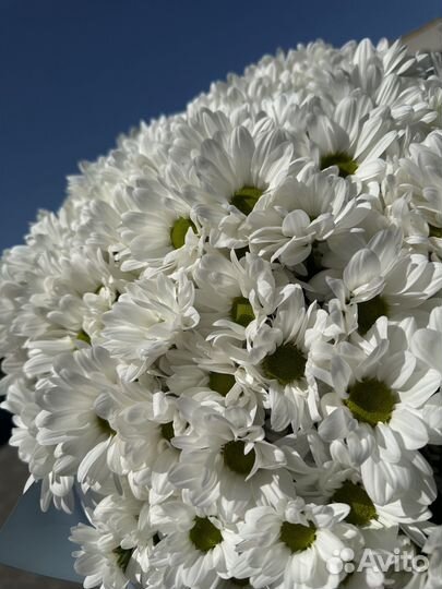 Букет из 21 хризантемы ромашковой. Цветы доставка