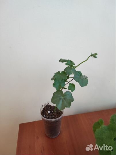 Пеларгония герань