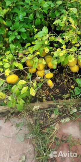 Сибирский лимонник- японская айва (хеномелес)