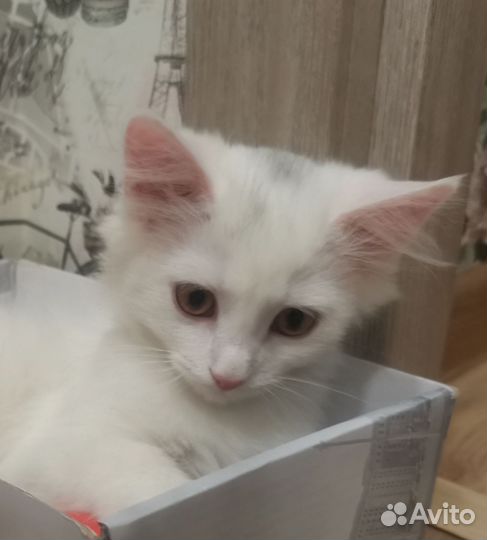 Белый котёнок