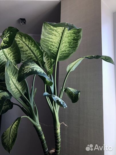 Диффенбахия