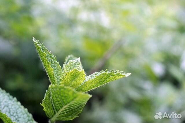 Рассада мяты (перечная, душистая, обыкновенная)