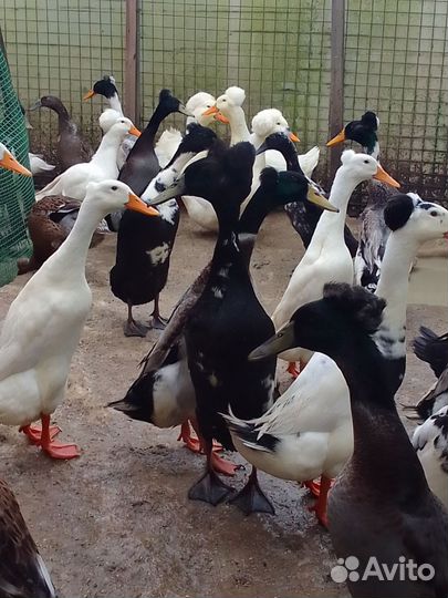 Утка Бегунок Бали. Русская хохлатая утка.Индоутка