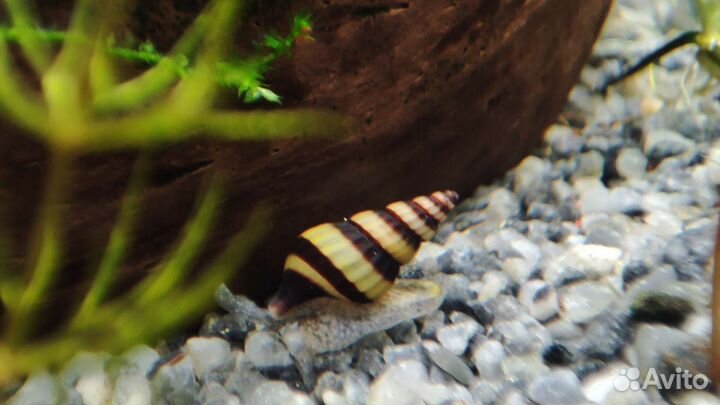 Улитка Хелена