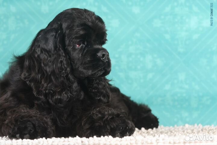 Кокер спаниель