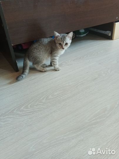 Котенок (кошечка)