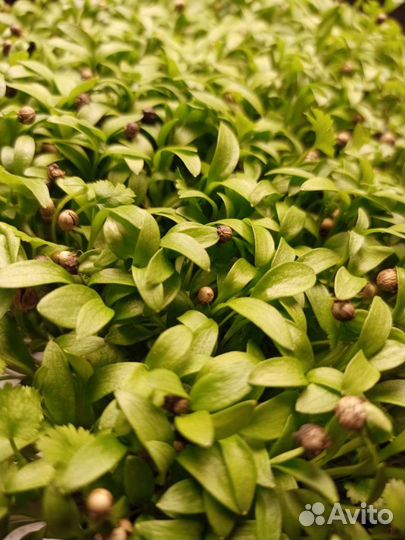 Заказы на микрозелень