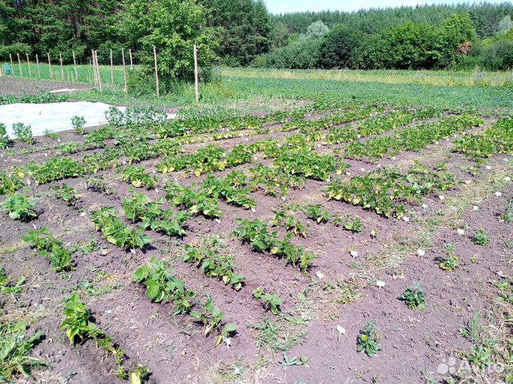 Семена фасоли (мировая коллекция 300 сортов)