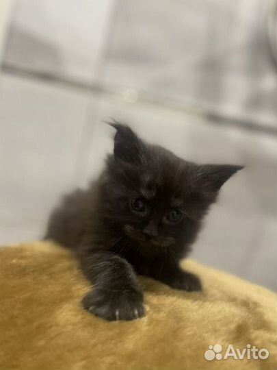 Мейн-кун Палидак