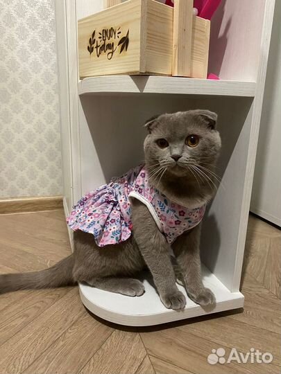 Отдам кота в добрые руки