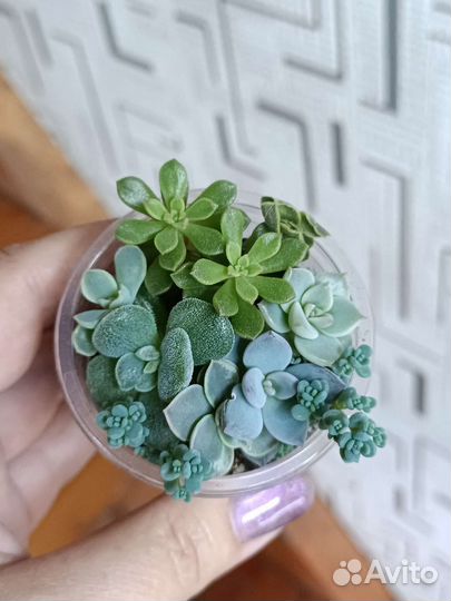 Садик из суккулентов