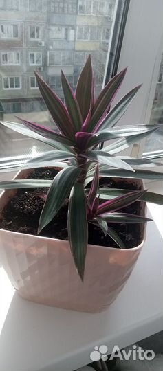 Традесканция рео (ситара)