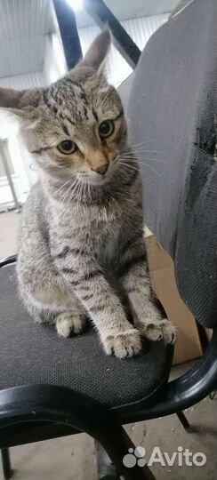 Отдам в добрые руки мальчик котенок
