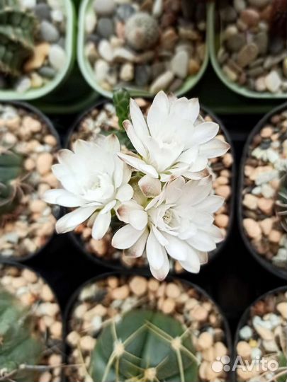 Гимнокалициум маммилярия фрайлея медиолобивия