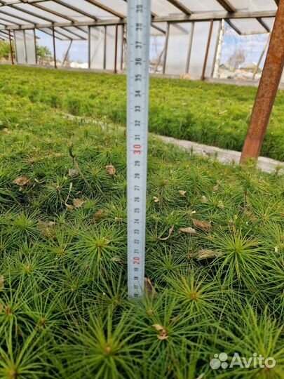Саженцы сосны и ели окс оптом