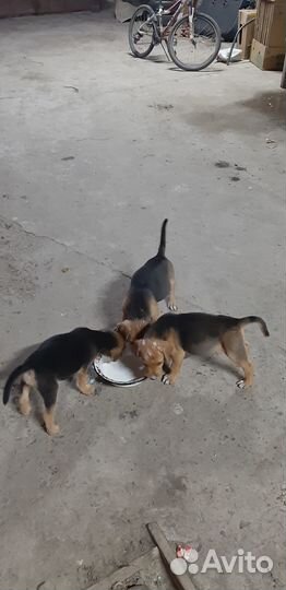 Щенки русской гончей