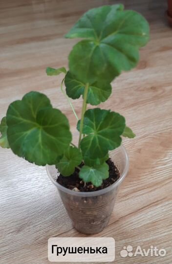 Пеларгония