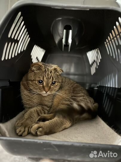 Шотландская вислоухая кошка бесплатно