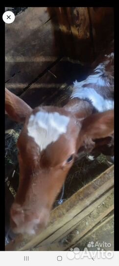 Тёлки и быки