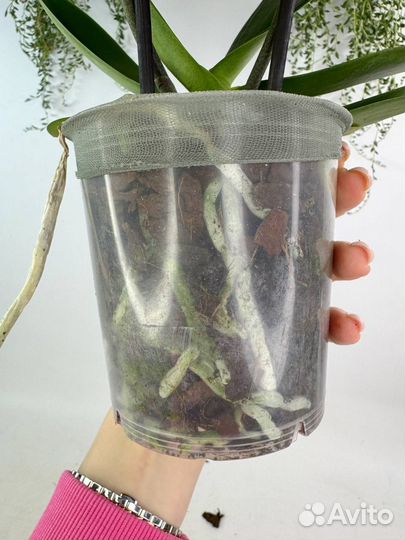 Орхидея фаленопсис Денвер бабочка