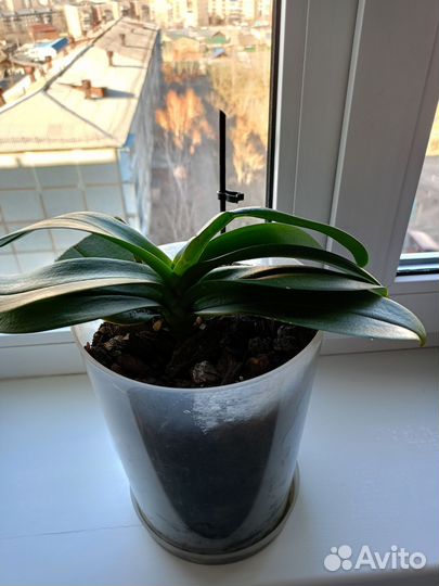 Орхидея бабочка