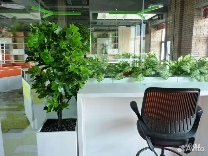 Пальма для офиса/ озеленение офиса