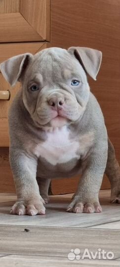 Девочка американский булли